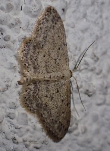 Idaea seriata